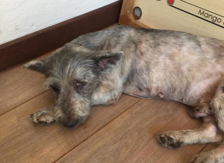 Cagnotte Aidez Nous à Soigner Notre Papy Pollux Leetchicom