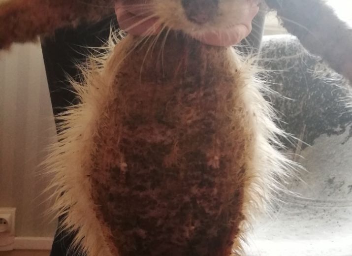 Soins pour Yoongi petite minette abandonnée