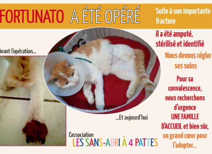 Cagnotte Urgence Intervention Chirurgicale Chat En Tres Mauvaise Etat Leetchi Com