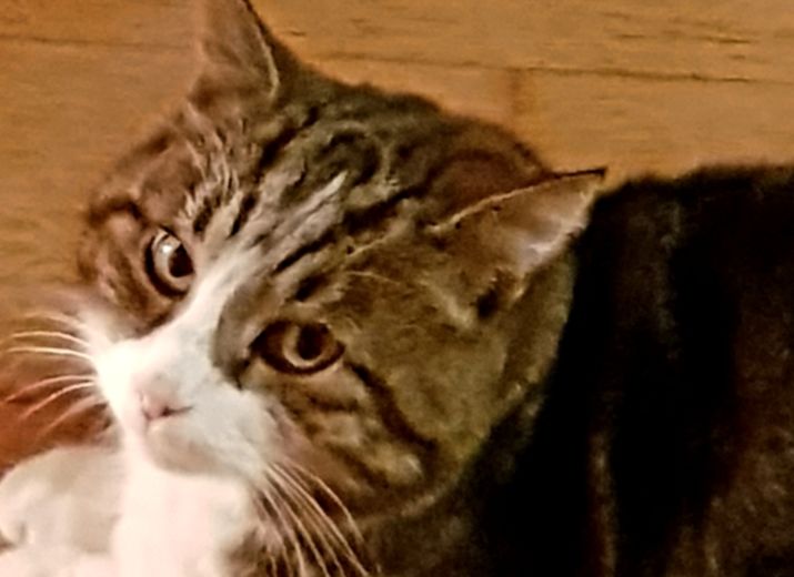 Pool Katzen Operation Tumor Leetchi Com