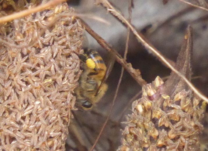 Des abeilles et des arbres au Fouta Djalon (Guinée)