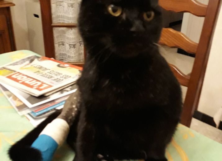 Cagnotte Association Des Chats Pacha Leetchi Com