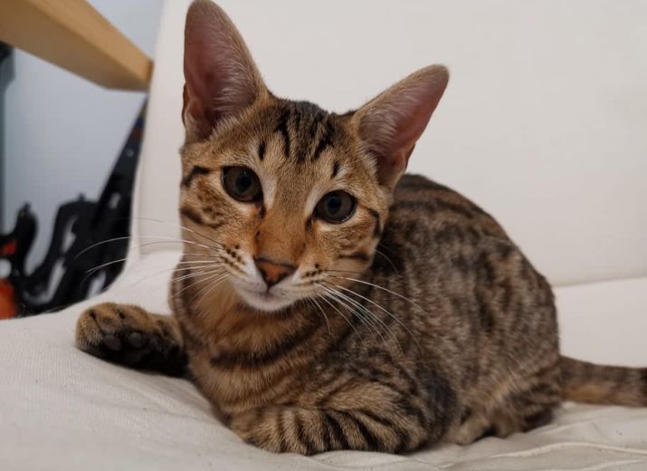 Cagnotte Ouzza Mon Chat Savannah Fut Si Douce Leetchi Com