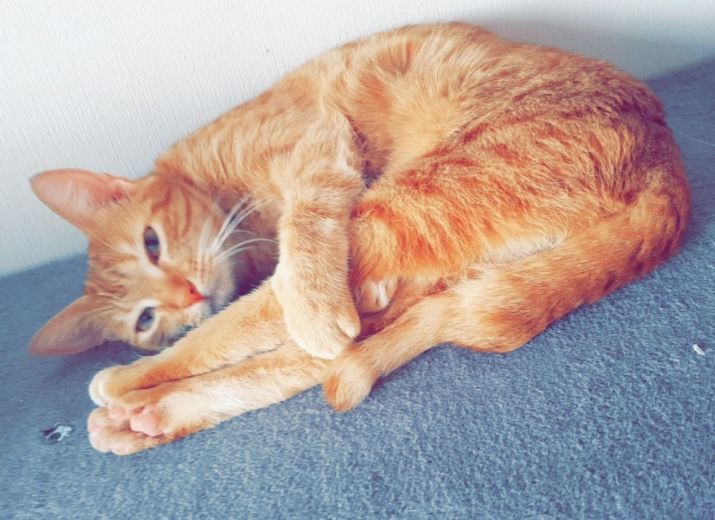 Cagnotte Sauver Lylou De La Peritonite Infectieuse Feline Pif Leetchi Com