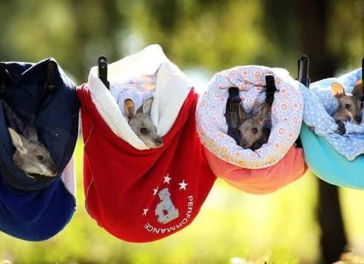 Le Parc Australien : Aide au financement du transport vers l'Australie des Poches pour Kangourous rescapés des feux