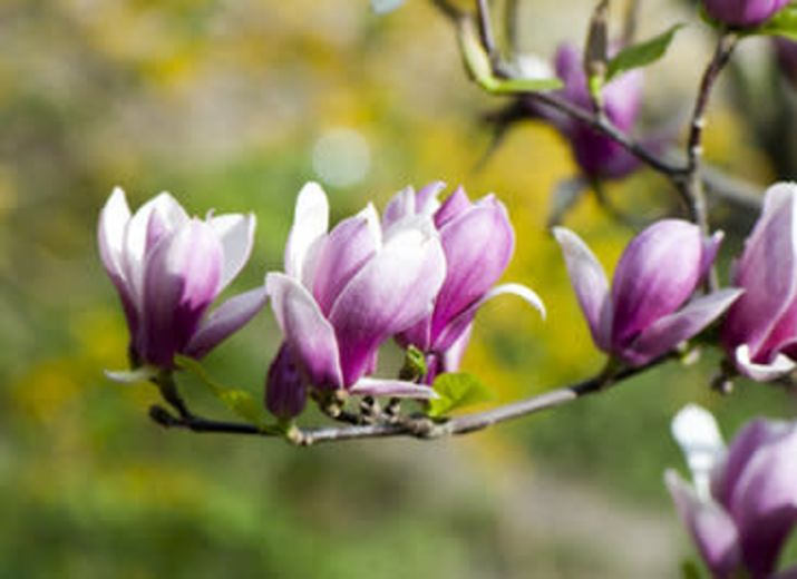 Des fleurs pour Aziza