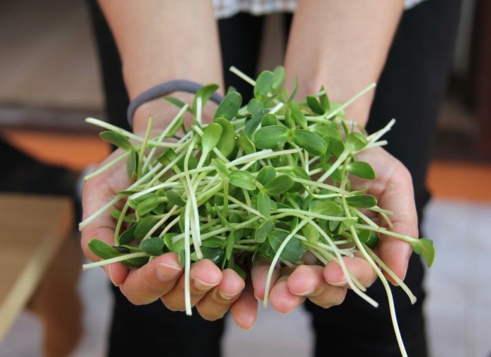 Un coup de pousse pour Nénufarm