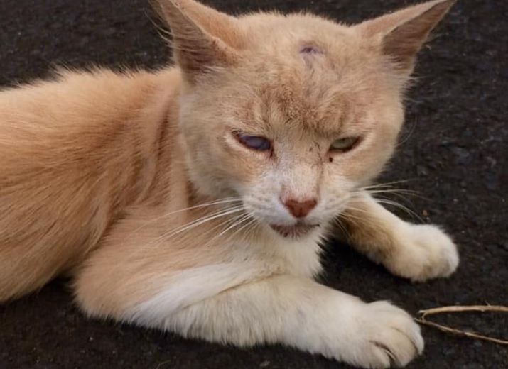 Cagnotte Le Petit Chat Borgne Qui Ne Peut Plus Manger Leetchi Com Cagnotte Le Petit Chat Borgne Qui Ne Peut Plus Manger Leetchi Com