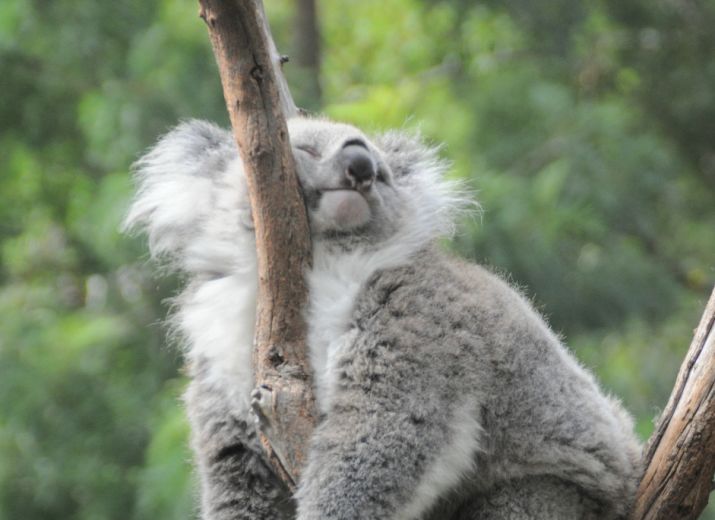 Pour la sauvegarde de la biodiversité en Australie