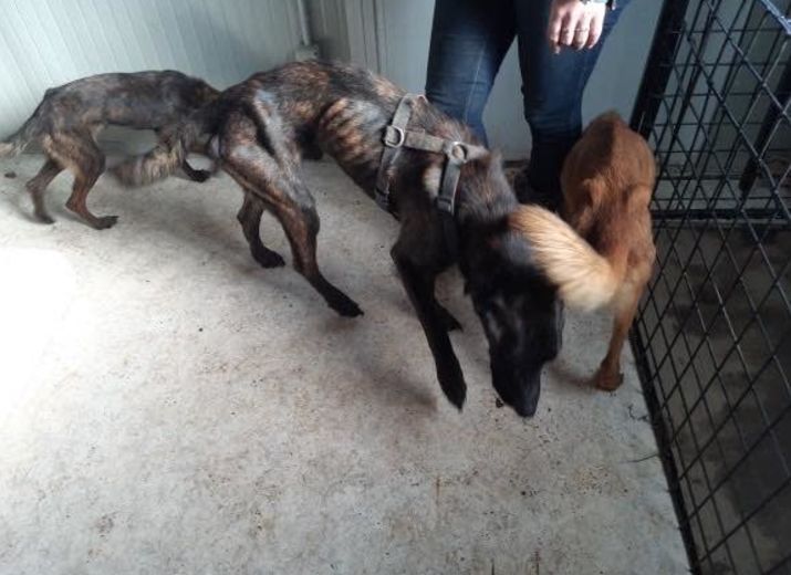 Aidez-nous à soigner sept chiens rescapés in extremis de la maison de l'horreur