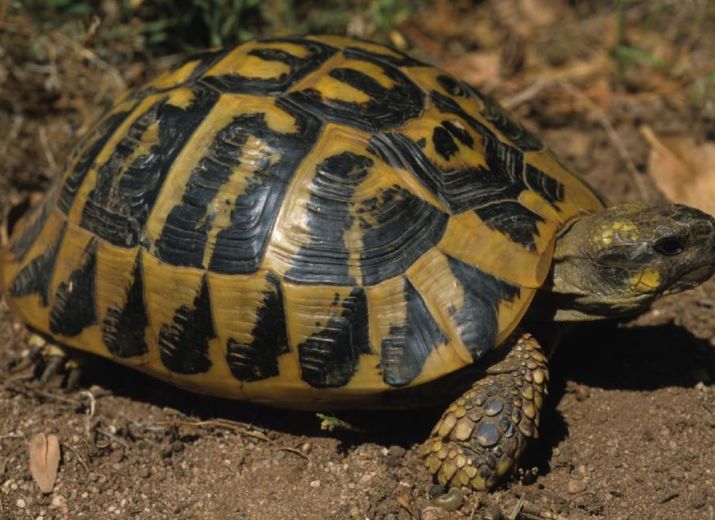 SAUVONS LES TORTUES !