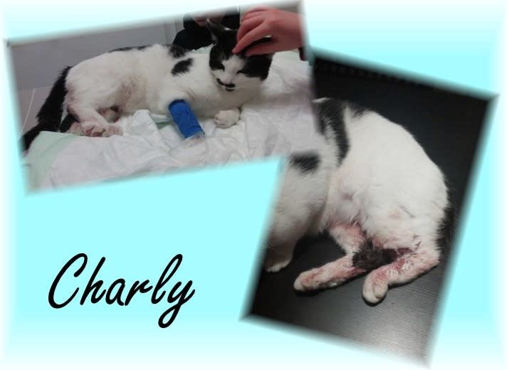 Charly