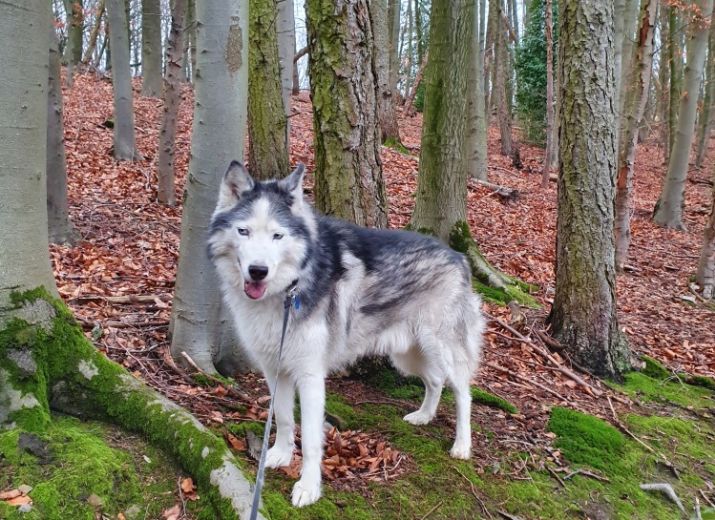 Money pot ZahnOP Hund