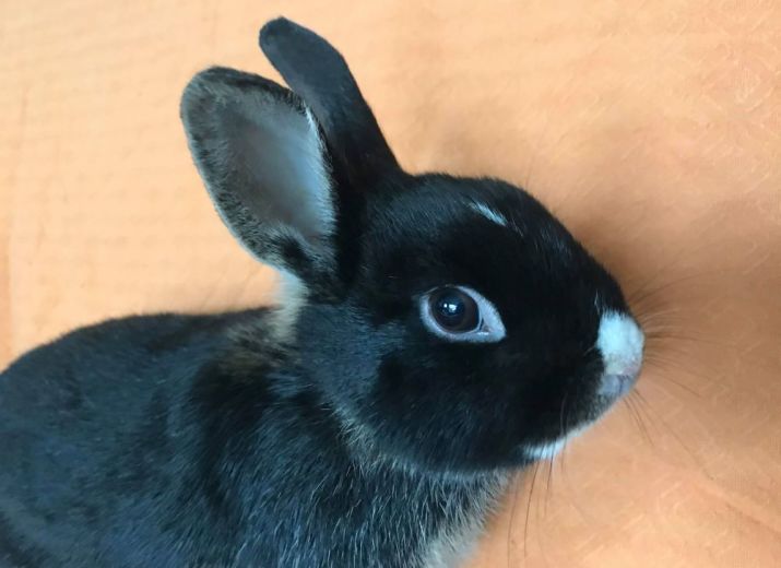 6 lapins sauvés in extremis
