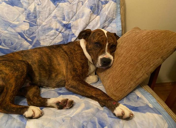 Cagnotte : Chien maltraité et abandonné - Leetchi.com