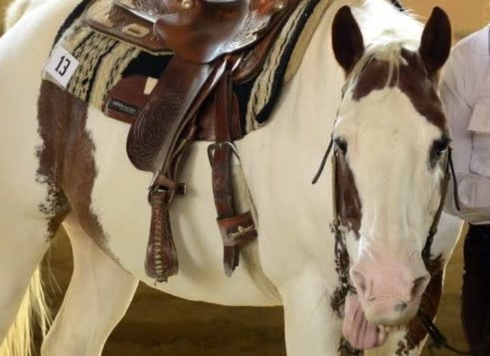 Lucky Trails Westernreitschule