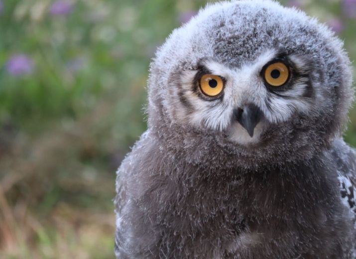 Soutien au parc des rapaces JURAFAUNE