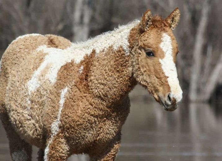 Rettet die Konik´s & Curly Horses