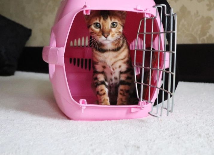 Money Pot Bengals Cats For Sale Leetchi Com
