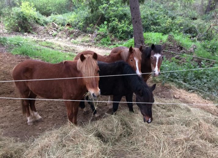 Aidez les chevaux du Club Hippique de Velaux