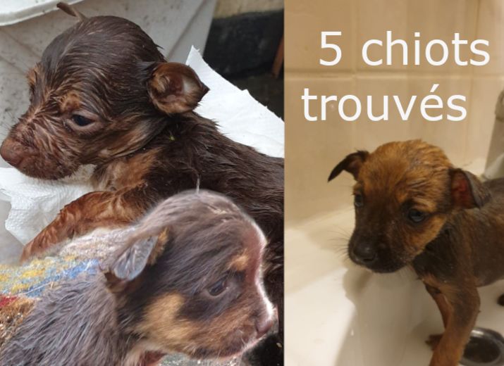 Chiots Abandonnés dans un sac poubelle