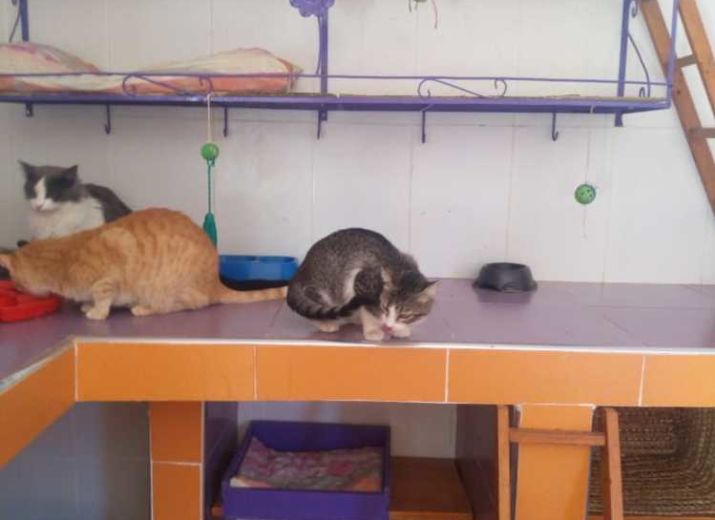70 chats et 10 chiens ont besoin d'aide