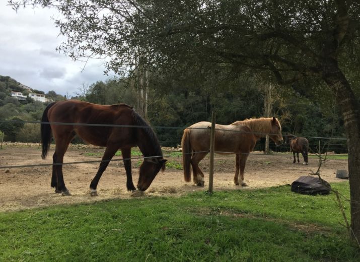 PARRAINEZ LES PONEYS DU CENTRE EQUESTRE DE PORTICCIO