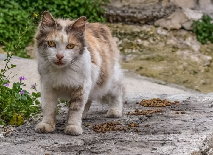 Cagnotte Sterilisation Chats Sans Famille Du Centre Ville Albi Leetchi Com