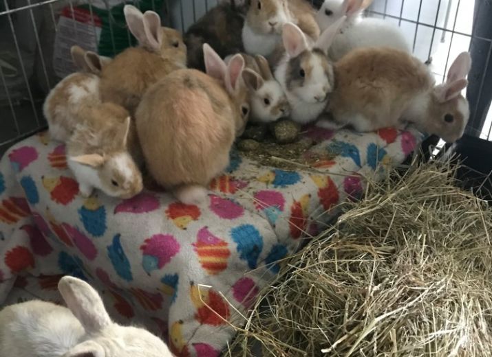 Sauvetage de 14 lapins, besoin d'aide pour leur prise en charge !!