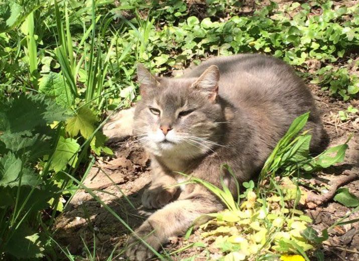 Soins des chats libres de la Bergerie et compagnie