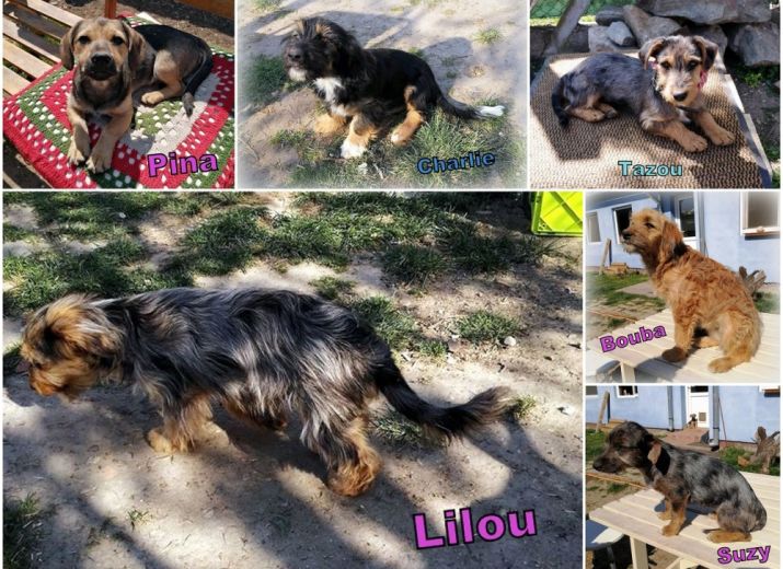 6 chiots à sauver