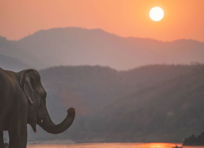 A NEW LIFE FOR MAE NAT_MEKONG ELEPHANT PARK