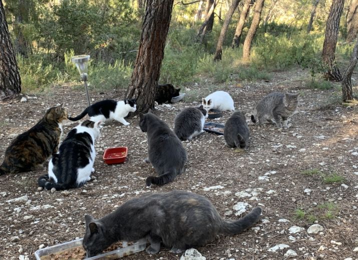 Nourriture et soins chats errants