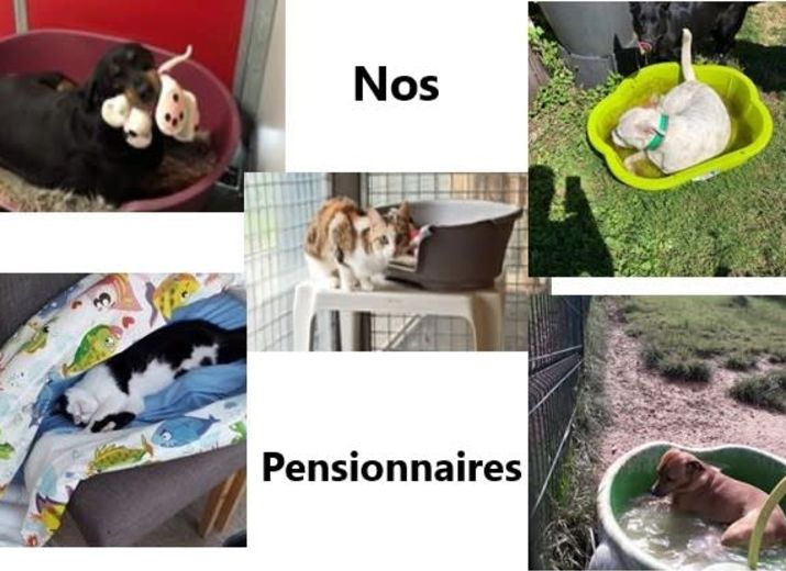 Bien-être pour nos pensionnaires