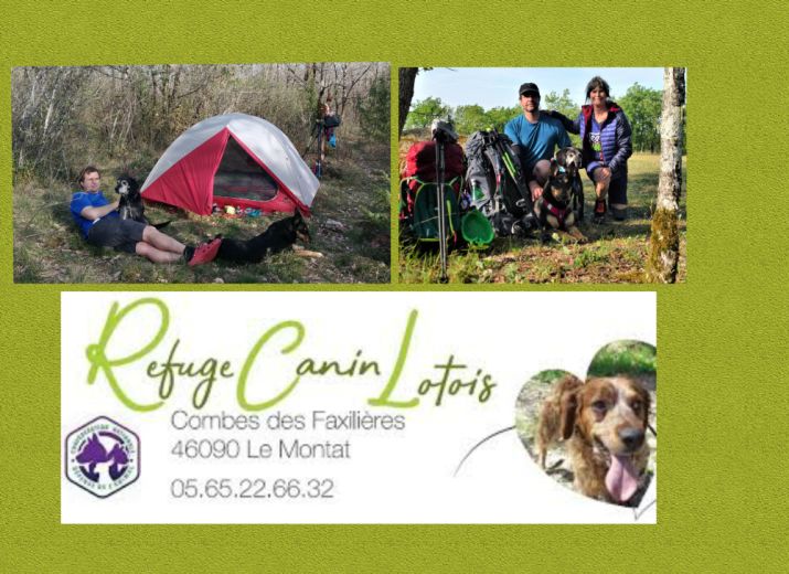 Une marche pour les chiens