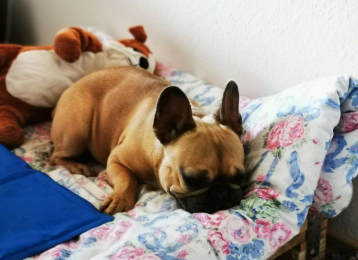 OP-Hilfe für Tofu!