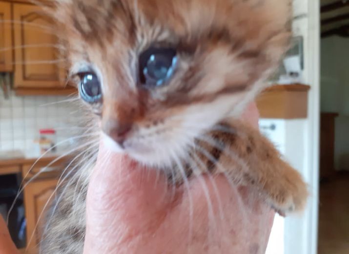 PLUS DE 35 CHATONS à sauver et à nourrir !!!