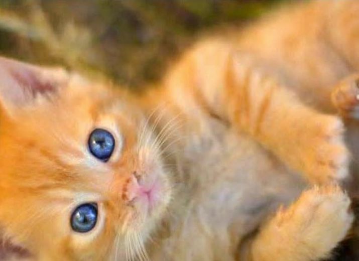 Katzen in Not! Wir wollen helfen!