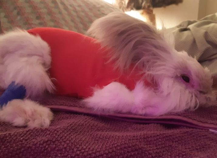 Help pour Marley!!