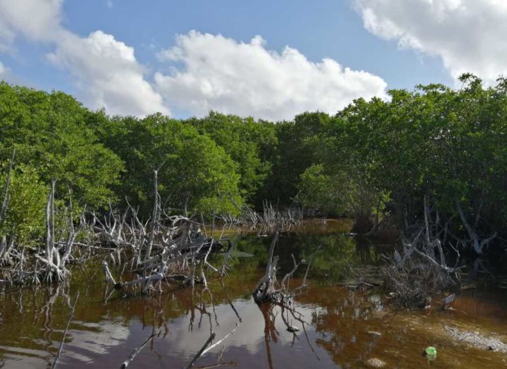 Mahahual Mangroves Forest: raise awareness for better conservation!