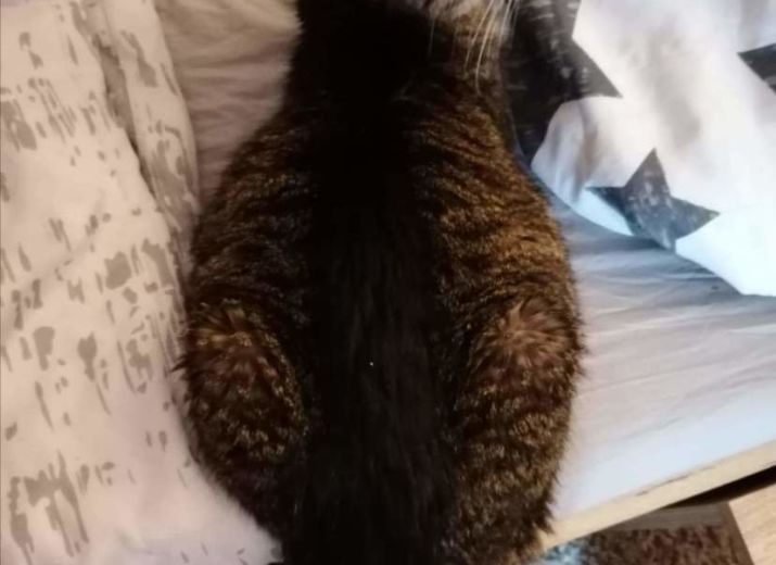 Katze Hat Dicken Bauch