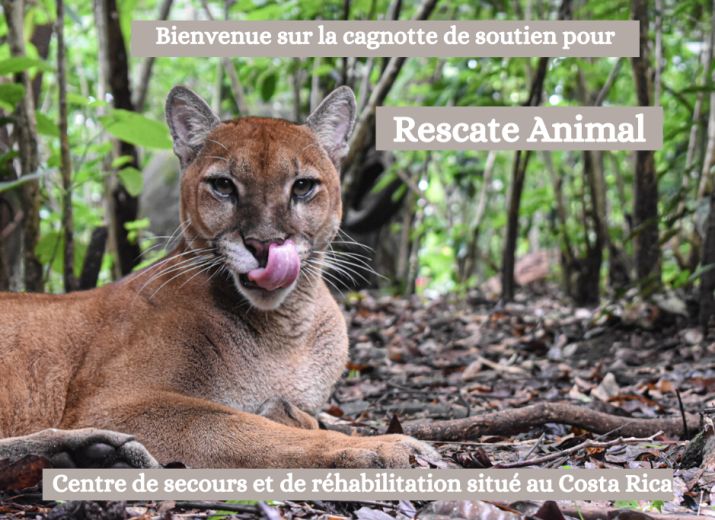 Sanctuaire animalier Rescate Animal au Costa Rica