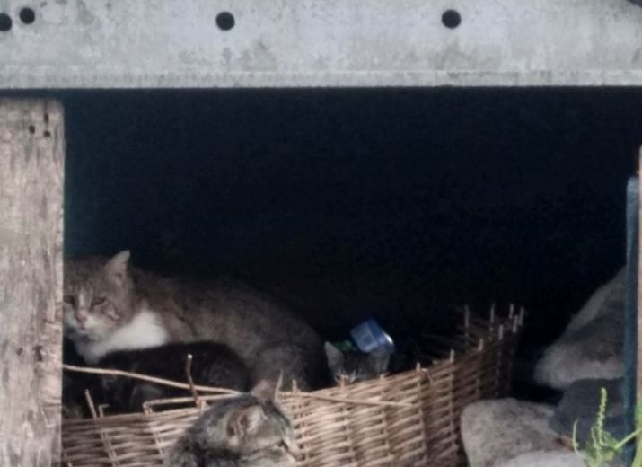Stérilisation chats st Laurent de la prée