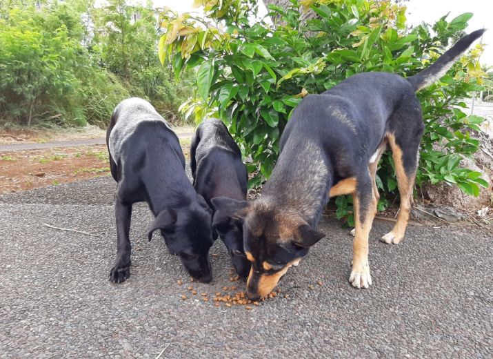 Achat croquettes, pâtée et vermifuges / antiparasitaires chiens errants
