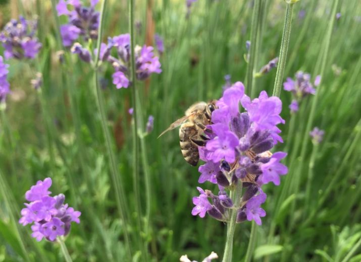 Die Vielfalt der Natur erhalten