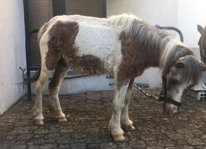 Participation financière aux frais vétérinaires pour 4 poneys sauvés d'un manège à poneys