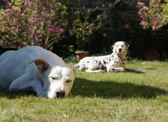 NOTFALL: Hundepension in Not !