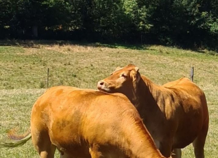 Sauver notre exploitation vaches limousines et notre maison