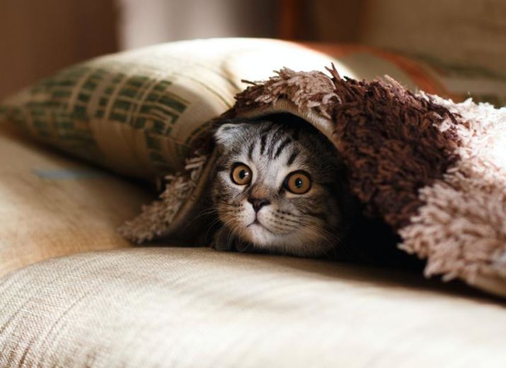 Cats Karma