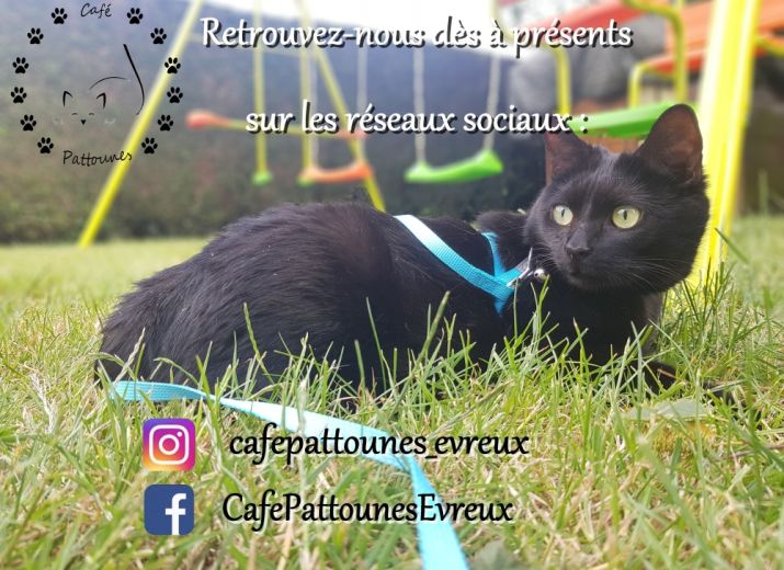 Café Pattounes - Bar à chats sur Evreux